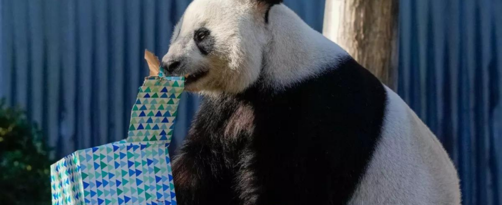 Panda Diplomatie China verspricht neue „entzueckende Pandas als Ersatz fuer Australiens