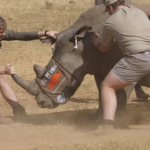 Suedafrikanische Forscher testen Einsatz von Nukleartechnologie zur Eindaemmung der Nashornwilderei