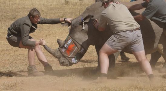Suedafrikanische Forscher testen Einsatz von Nukleartechnologie zur Eindaemmung der Nashornwilderei