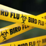 WHO bestaetigt ersten toedlichen Fall der Vogelgrippe H5N2 beim Menschen