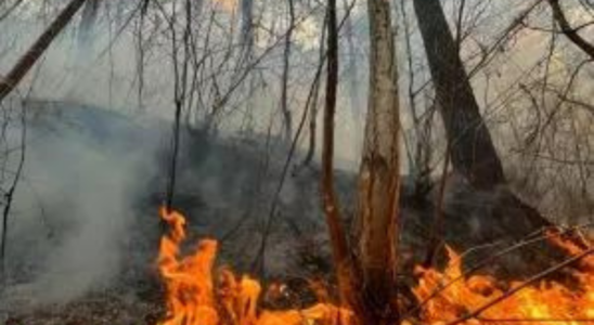 Waldbrand bricht in Wald bei Athen aus