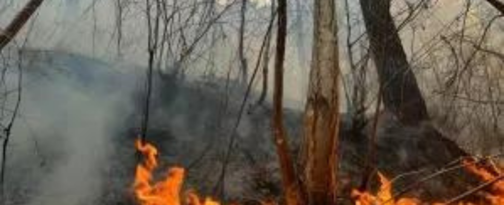 Waldbrand bricht in Wald bei Athen aus