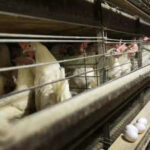 Wegen Vogelgrippe verbieten Philippinen den Import von Gefluegelprodukten aus Australien