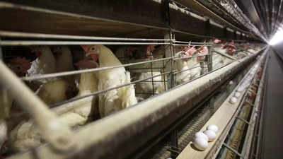 Wegen Vogelgrippe verbieten Philippinen den Import von Gefluegelprodukten aus Australien