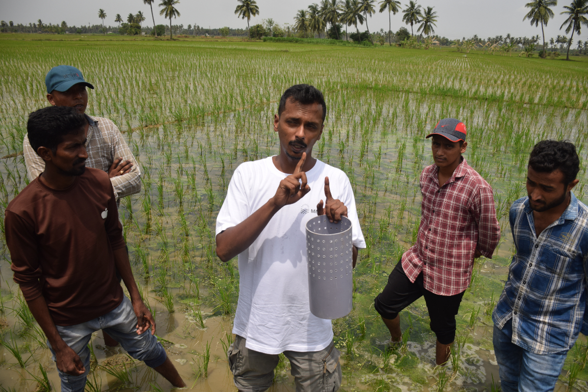 1721018975 155 Mitti Labs will den Reisanbau klimavertraeglicher machen beginnend in Indien