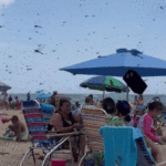 Ansehen Libellen befallen belebten Inselstrand in den USA