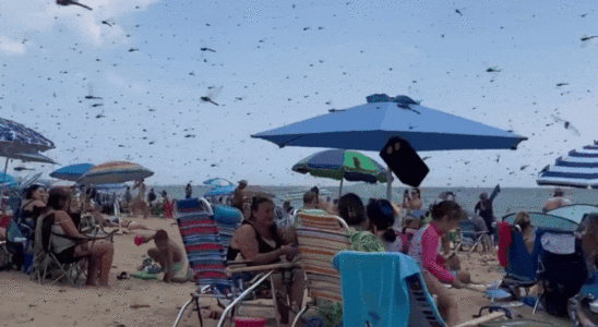 Ansehen Libellen befallen belebten Inselstrand in den USA