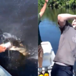 Ansehen Mann aus Florida oeffnet Bierdose mit Alligatorzaehnen in viralem