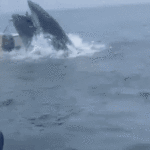 Ansehen „Veraergerte Wale bringen in den USA Boot und Fischer
