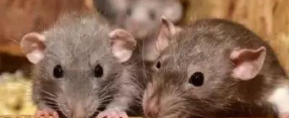 Hantavirus in den USA Toedliche Rattenkrankheit fordert vier Todesopfer Gesundheitsbehoerden