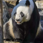 Hongkong Uebergabetag China schenkt Hongkong ein Paar Grosse Pandas