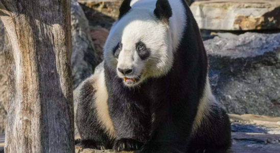 Hongkong Uebergabetag China schenkt Hongkong ein Paar Grosse Pandas