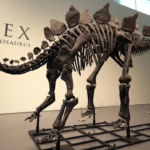 Ken Griffin als Kaeufer eines Stegosaurus Fossils im Wert von 446