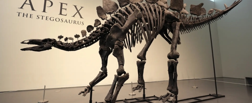 Ken Griffin als Kaeufer eines Stegosaurus Fossils im Wert von 446