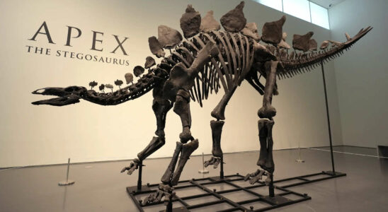 Neuer Rekord 150 Millionen Jahre altes Stegosaurus Fossil fuer 45 Millionen