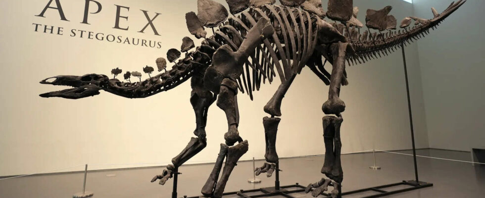 Neuer Rekord 150 Millionen Jahre altes Stegosaurus Fossil fuer 45 Millionen