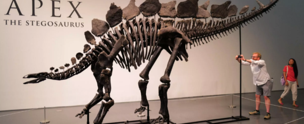 New Yorker Auktion versteigert 150 Jahre altes Stegosaurus Skelett Wie viel