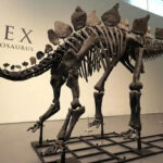 SothebyS Ein Stegosaurus mit dem Spitznamen Apex wird in New
