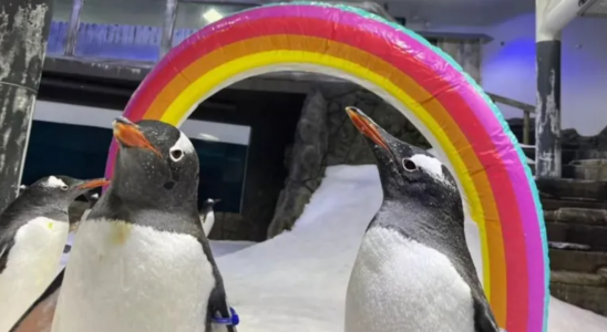 Australiens beliebter schwuler Pinguin Sphen der dafuer bekannt ist Kueken