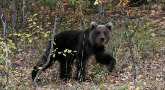 Schweden eroeffnet Jagdsaison fuer Braunbaeren Naturschuetzer warnen vor einem Rueckgang