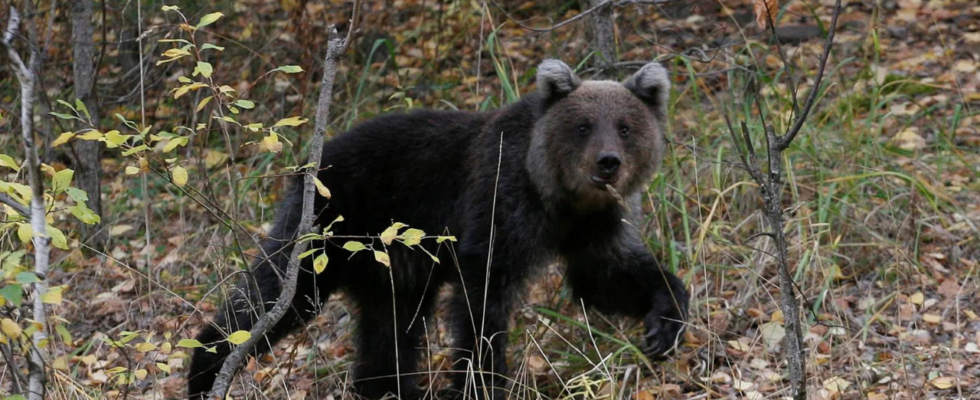 Schweden eroeffnet Jagdsaison fuer Braunbaeren Naturschuetzer warnen vor einem Rueckgang