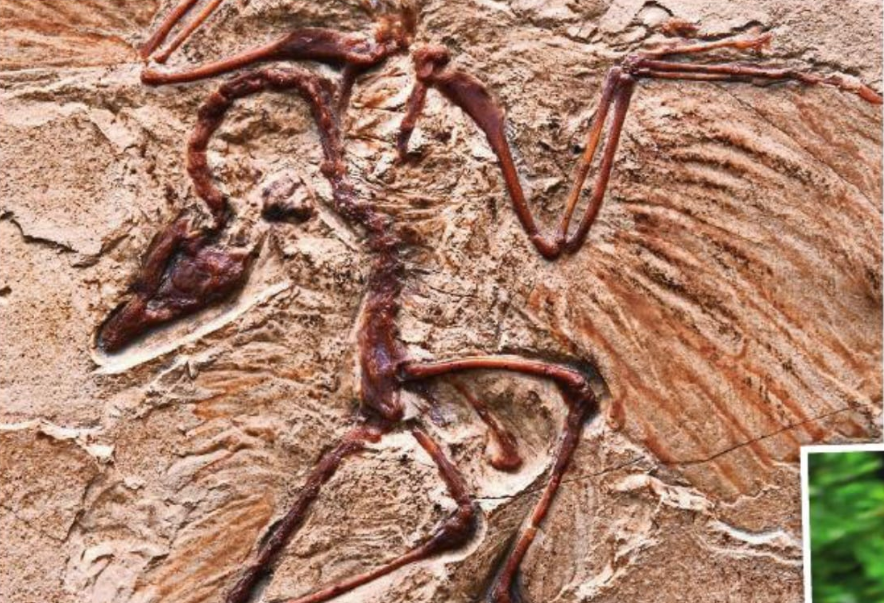 DAMALS UND HEUTE: Das Fossil des Archaeopteryx (oben), des ersten Vogels vor 145 Millionen Jahren, wurde 1861 in Deutschland entdeckt. Er weist einen vollständigen Flügelsatz auf und unterscheidet sich nicht allzu sehr von Vögeln, die wir heute kennen, wie zum Beispiel dem Hoatzin (R.) (Foto: Getty Images & iStock)