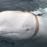 Beluga Wal Hvaldimir mit „russischer Spionage Vergangenheit angeblich erschossen „Mehrere Schusswunden an