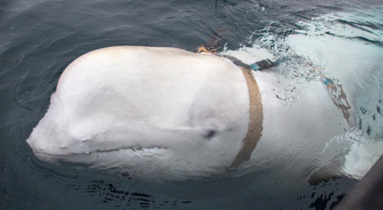 Beluga Wal Hvaldimir mit „russischer Spionage Vergangenheit angeblich erschossen „Mehrere Schusswunden an