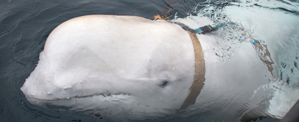 Beluga Wal Hvaldimir mit „russischer Spionage Vergangenheit angeblich erschossen „Mehrere Schusswunden an