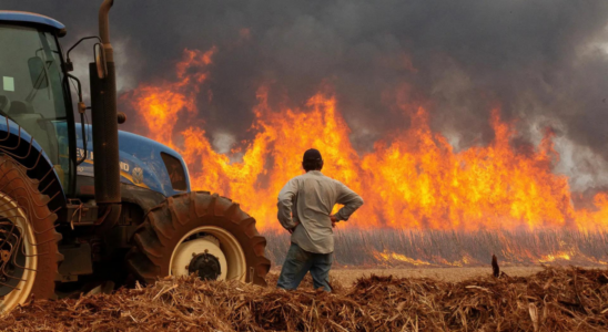 Brasilien Schlimmste Duerre seit 70 Jahren droht Brasilien Waldbraende im