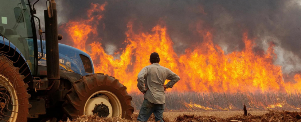 Brasilien Schlimmste Duerre seit 70 Jahren droht Brasilien Waldbraende im