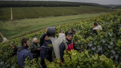 Der Klimawandel und das raue Wetter in Frankreich stellen das