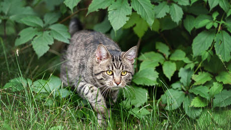 Einwohner von Ohio behaupten haitianische Migranten wuerden Katzen essen —