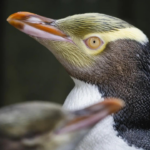 Hoiho gewinnt die Auszeichnung „Vogel des Jahres in Neuseeland