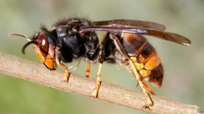 Hurrikan Helene Gesundheitsbehoerden geben Allergiealarm aus da sich Wespen waehrend