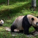 Panda Anmietungen sind an Bedingungen geknuepft 5 Dinge die China erwartet