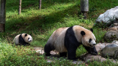 Panda Anmietungen sind an Bedingungen geknuepft 5 Dinge die China erwartet