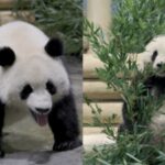 Pandas im Washington National Zoo Zwei Riesenpandas Bao Li und