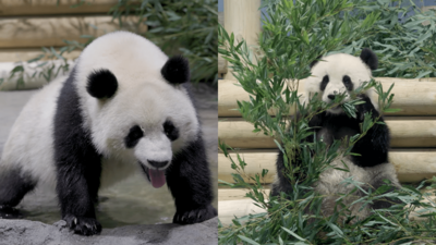 Pandas im Washington National Zoo Zwei Riesenpandas Bao Li und