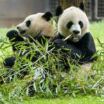 Riesenpandas Der National Zoo von Washington heisst zwei Riesenpandas aus