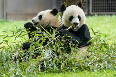 Riesenpandas Der National Zoo von Washington heisst zwei Riesenpandas aus