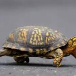 Schildkroeten schmuggeln Frau bekennt sich schuldig 29 Schildkroeten im Wert