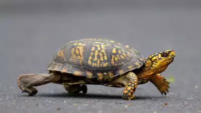 Schildkroeten schmuggeln Frau bekennt sich schuldig 29 Schildkroeten im Wert