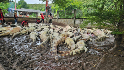 Thailaendischer Bauer toetete ueber 100 gefaehrdete Krokodile auf seiner Farm