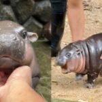 Virales Hippo Video Der „Mondspaziergang von Thailands beliebtem Zwergflusspferd geht viral