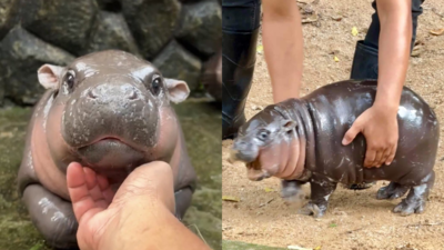 Virales Hippo Video Der „Mondspaziergang von Thailands beliebtem Zwergflusspferd geht viral