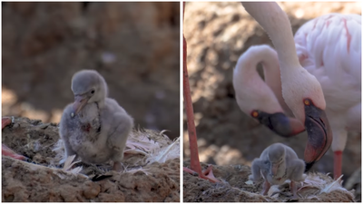 Zwergflamingos Das maennliche Flamingo Paar im Zoo von San Diego wird