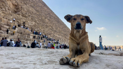 Apollo Pyramid Puppy Apollo der streunende Hund der die Pyramiden