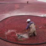 Landwirte in Massachusetts rechnen trotz klimatischer Herausforderungen mit einer Rekord Cranberry Ernte