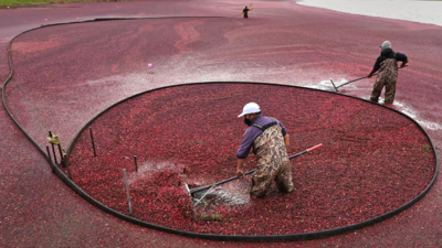 Landwirte in Massachusetts rechnen trotz klimatischer Herausforderungen mit einer Rekord Cranberry Ernte